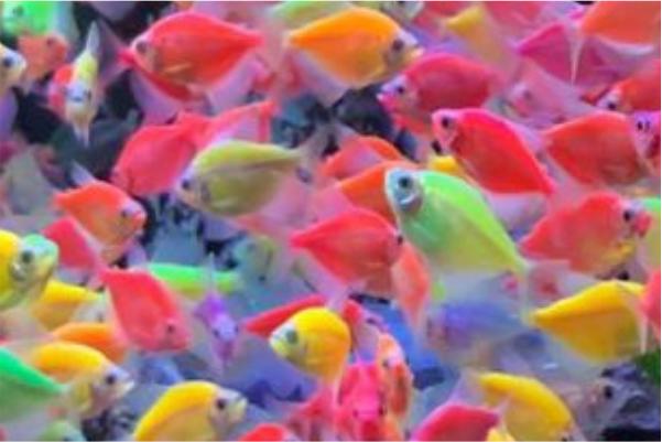 GloFish Si Ikan Pelangi